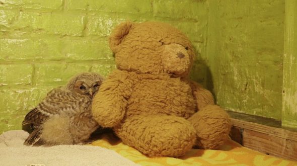 Uil met teddybeer Uil met teddybeer