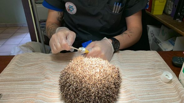 Verzorging egel Verzorging egel