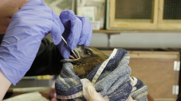 Swab buizerd Swab buizerd