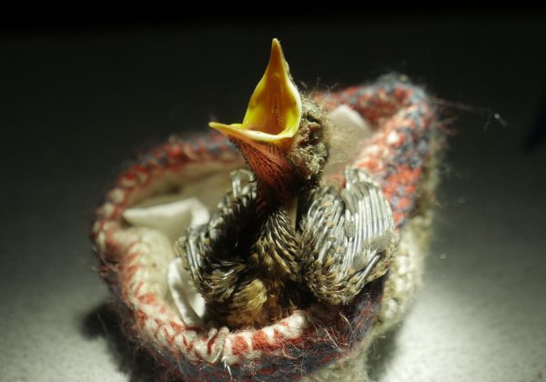 Wat te doen als je een jonge vogel op de grond vindt?