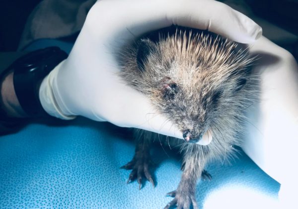 Een egel gebruikt als golfbal