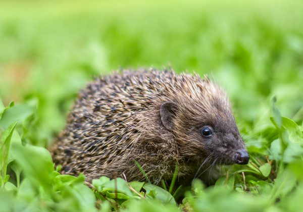 Wat te doen als je een (jonge) egel vindt in de herfst of in de winter?